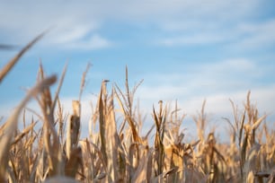 a field of corn with a blue sky in the background