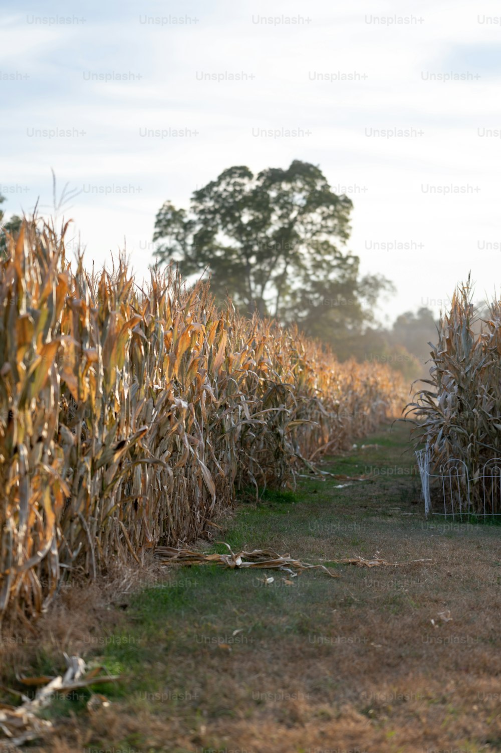 Un campo di mais è mostrato in primo piano