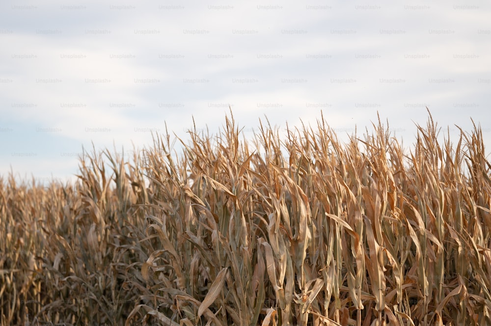 um campo de milho é mostrado em primeiro plano