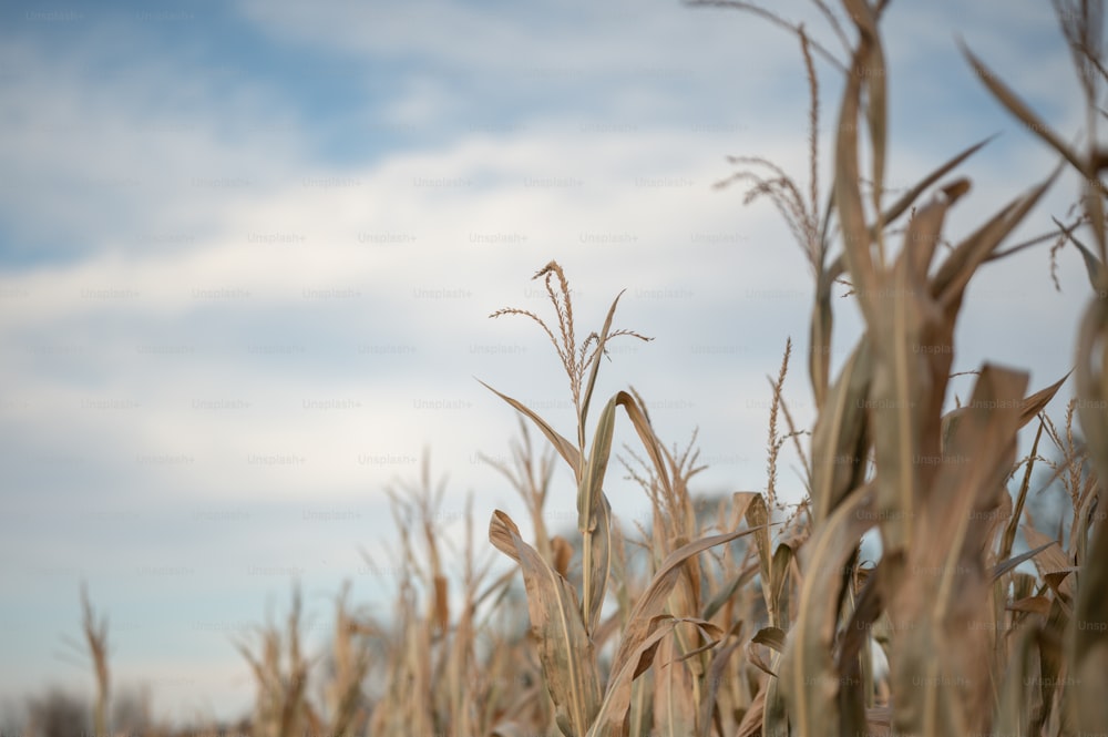 a field of corn with a blue sky in the background