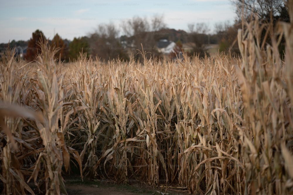 a field of corn with a house in the background