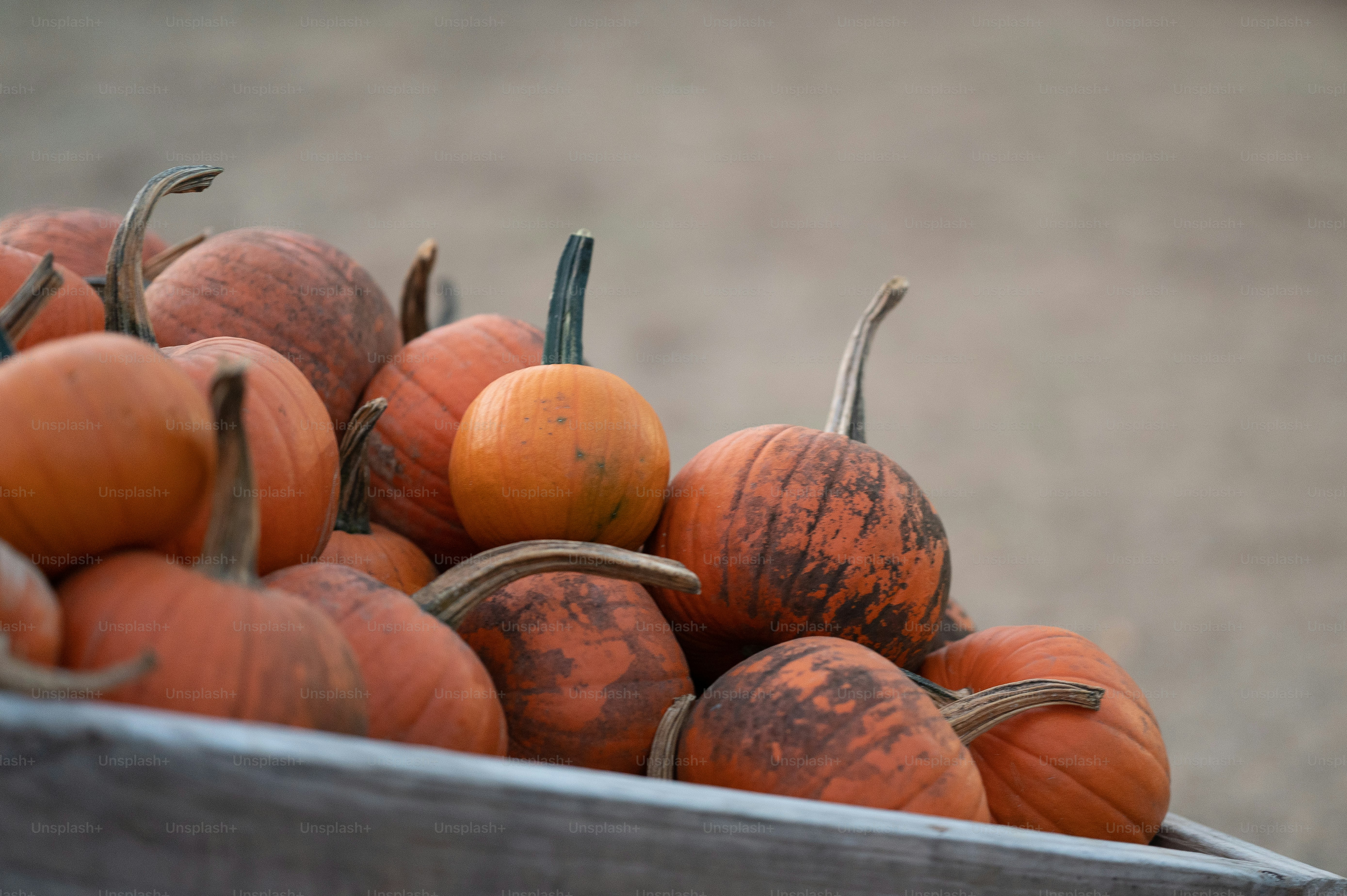 un bouquet de citrouilles assis dans un récipient en bois