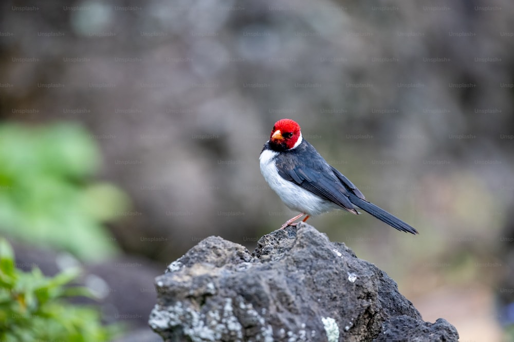 Un pequeño pájaro con la cabeza roja sentado en una roca