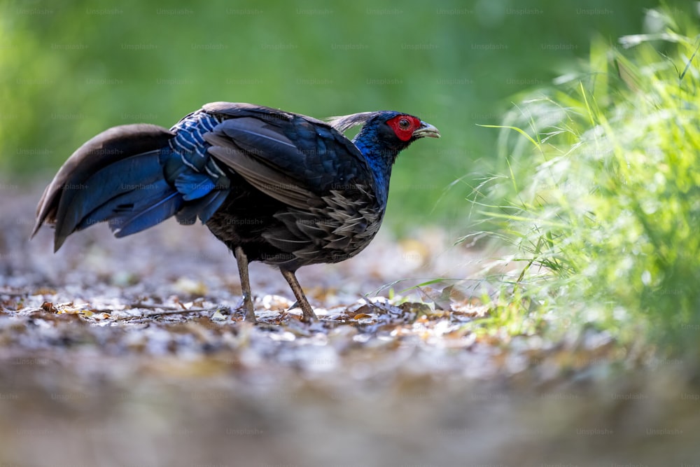a blue and black bird standing on the ground