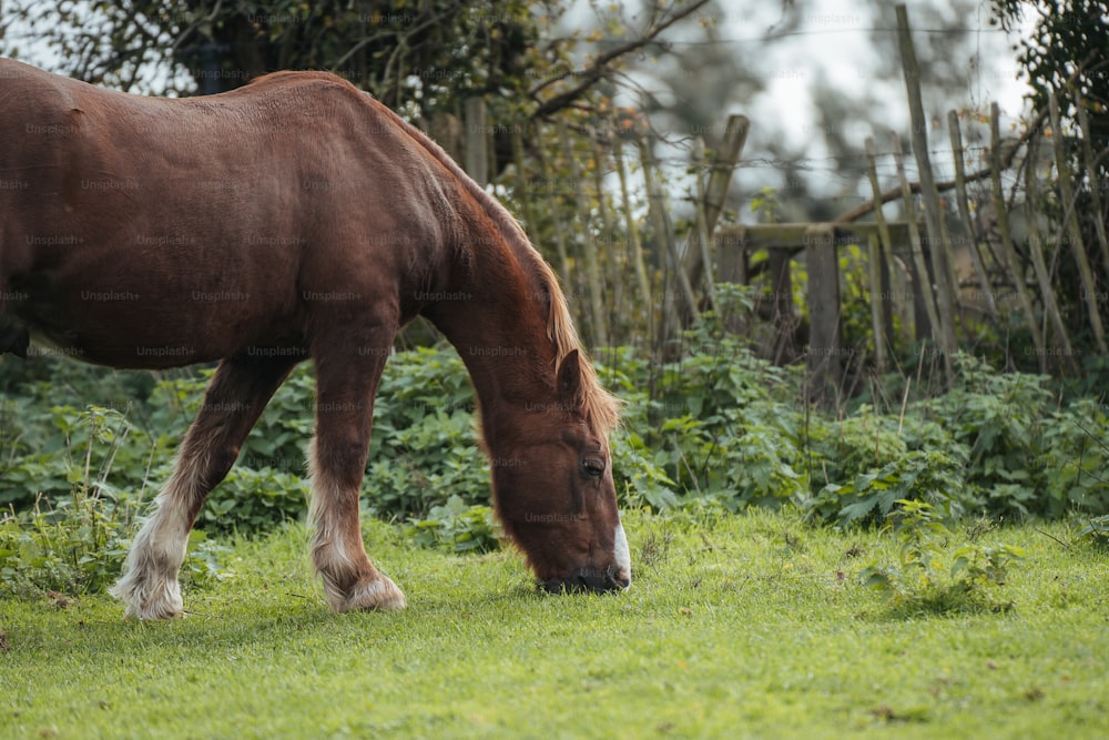 a brown horse eating grass in a fenced in area