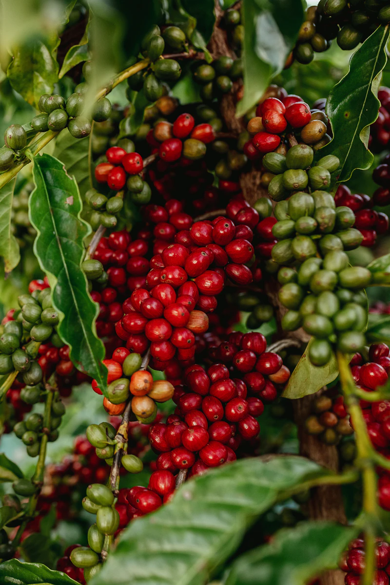 Close-up of green coffee cherries on a branch in a Coorg plantation