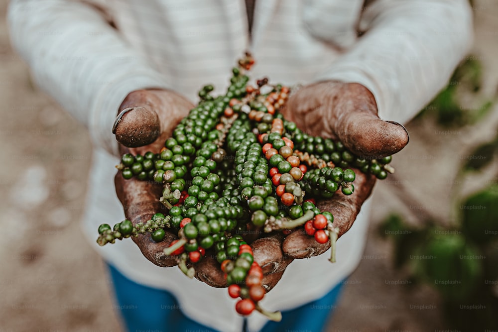 a person holding a bunch of beans in their hands