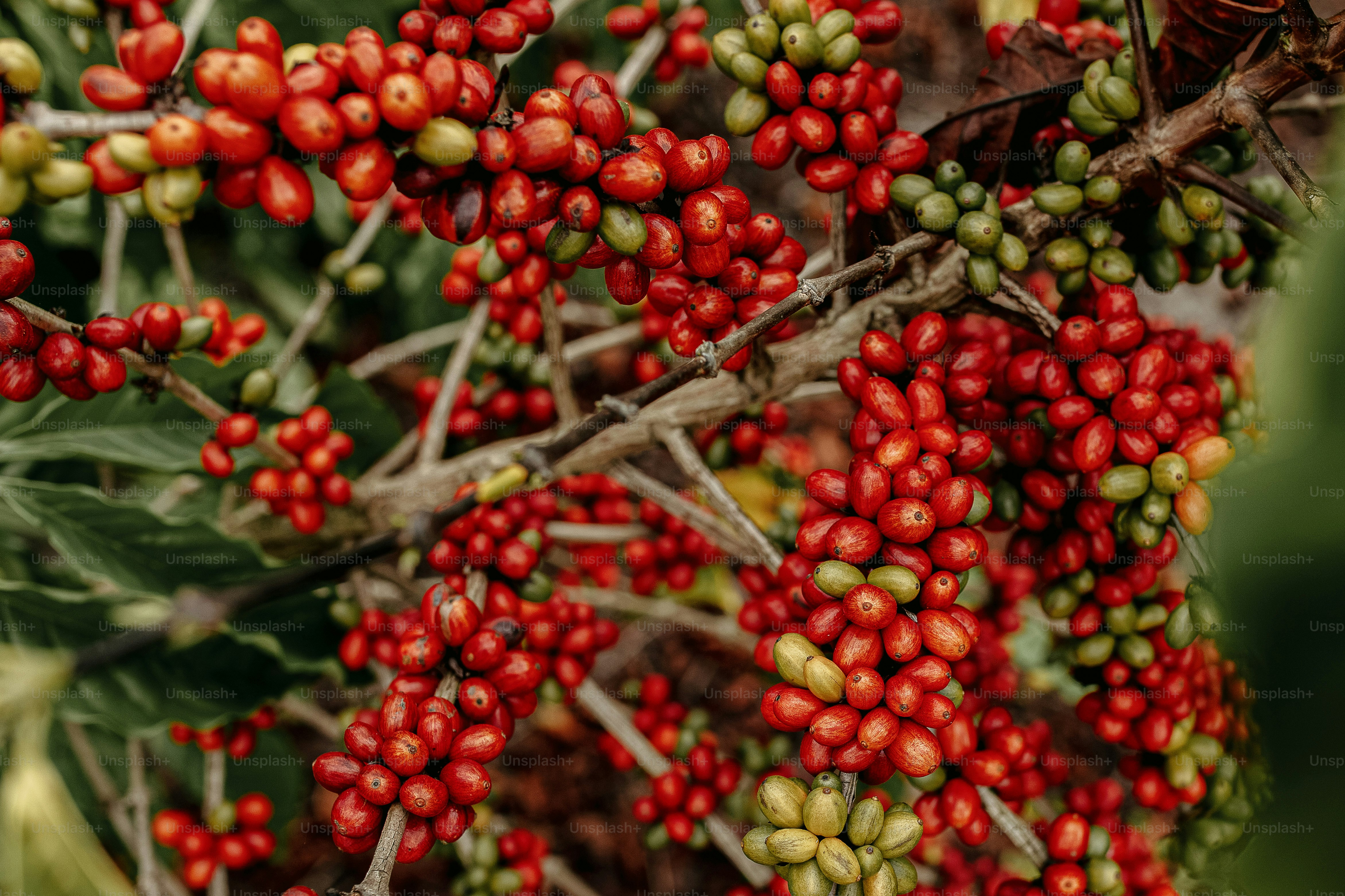 a close up of a bunch of berries on a tree