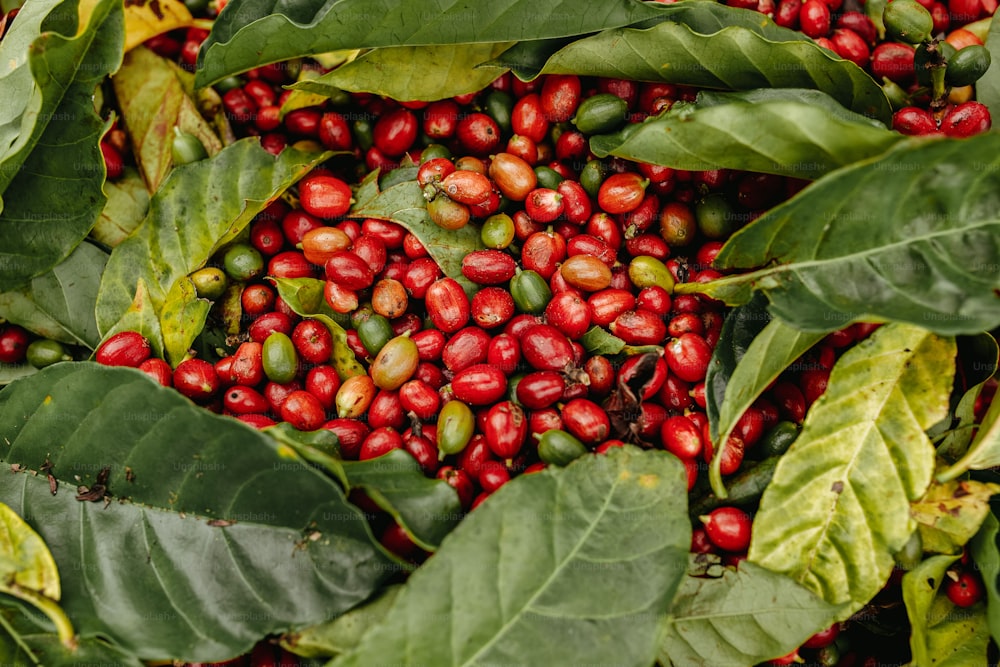 a pile of coffee beans surrounded by leaves
