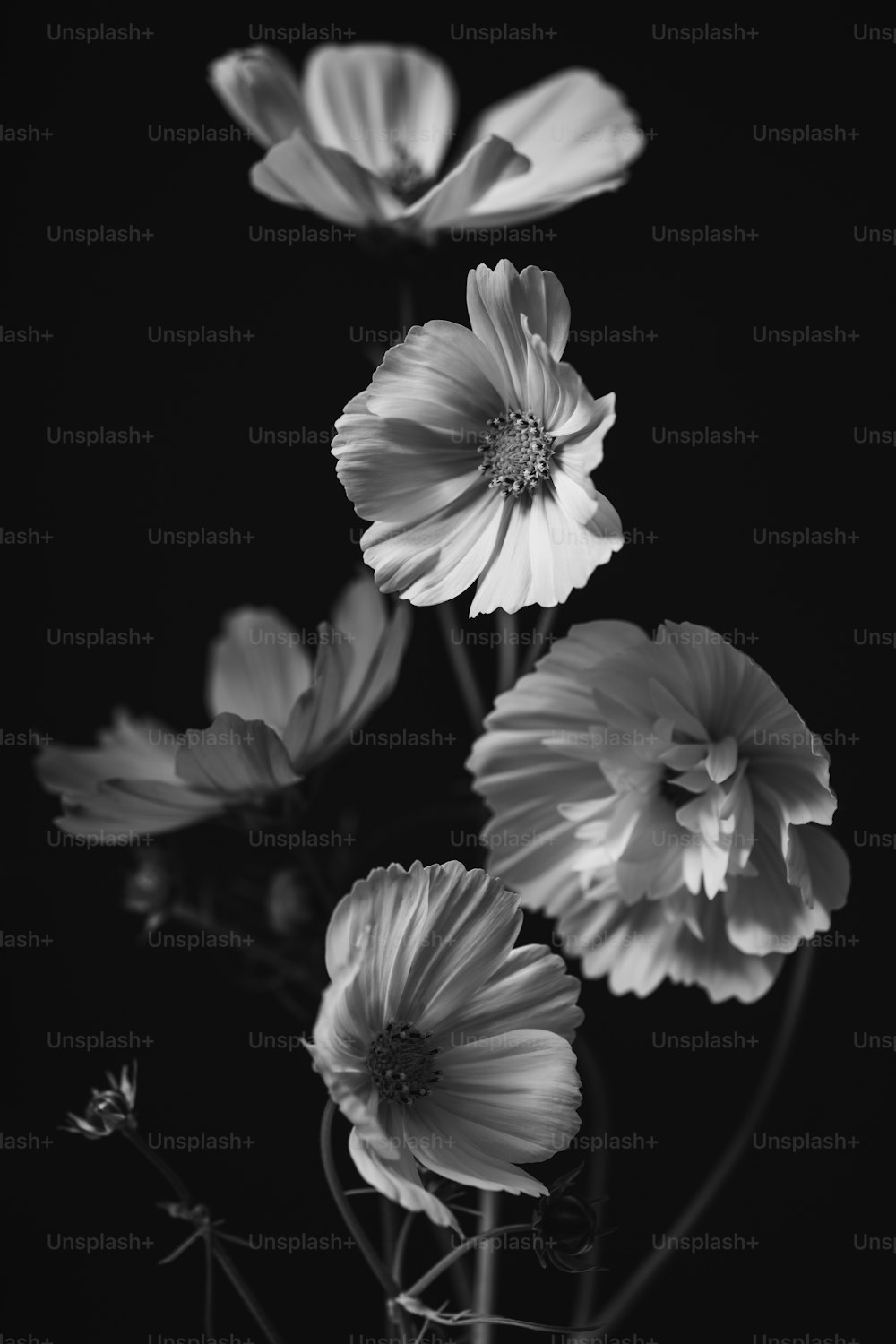 vintage flowers wallpaper black and white