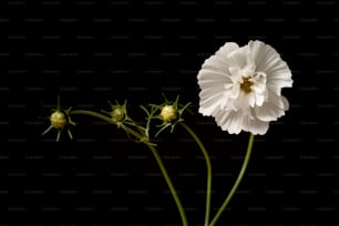 a white flower with a black background