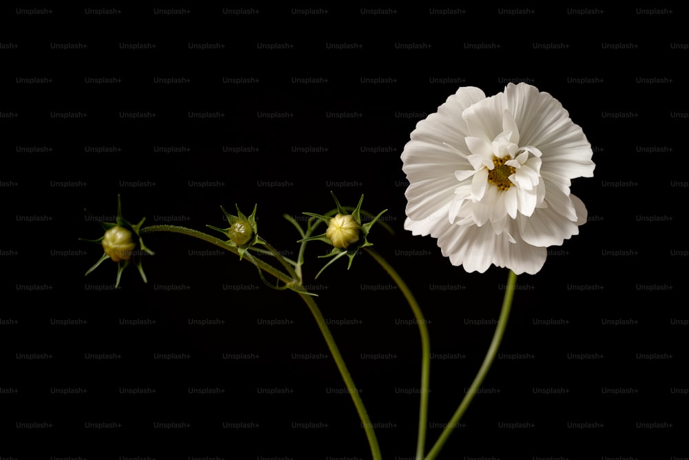 eine weiße Blume mit schwarzem Hintergrund