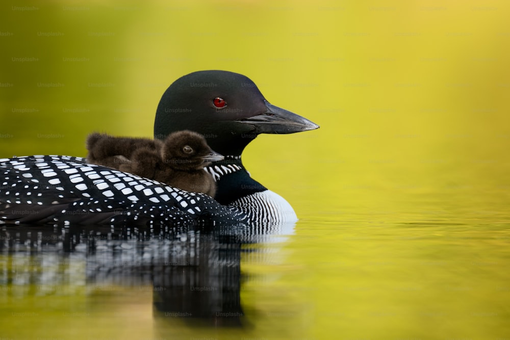 a duck with a baby duckling in the water