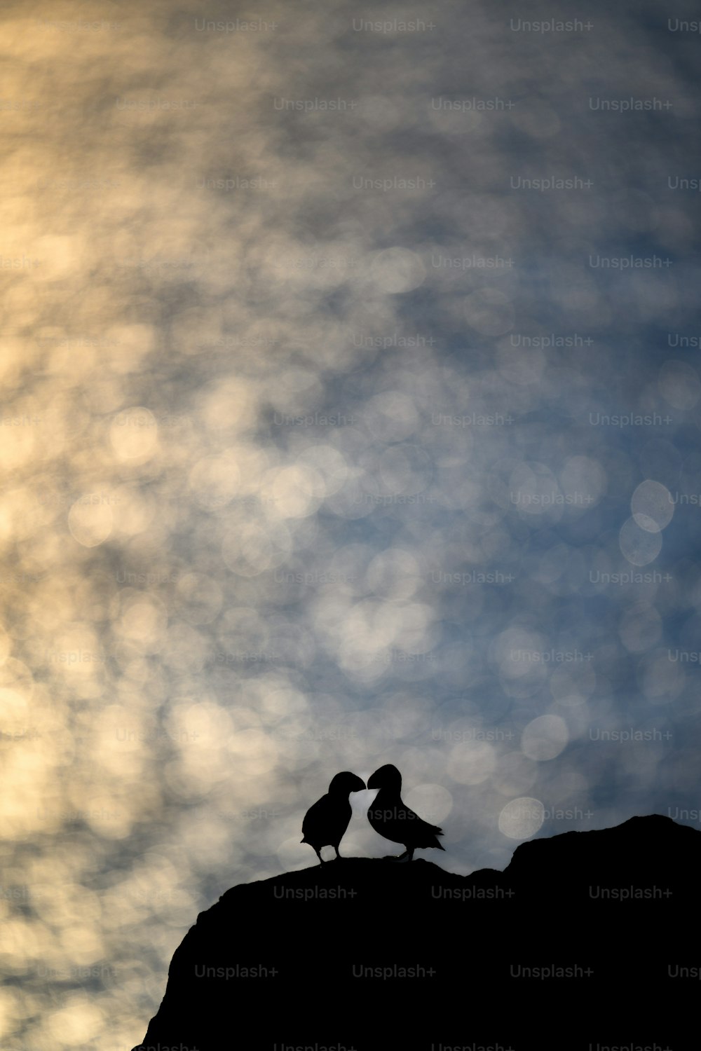 um par de pássaros sentados no topo de uma colina