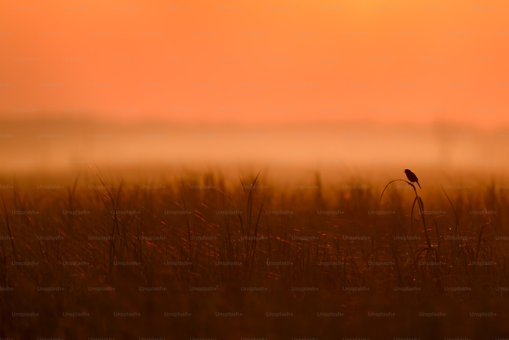 a small bird sitting on top of a tall grass covered field