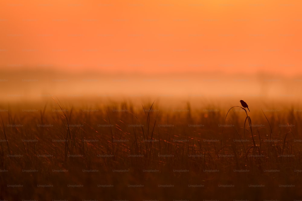 Un pequeño pájaro sentado en la parte superior de un campo alto cubierto de hierba