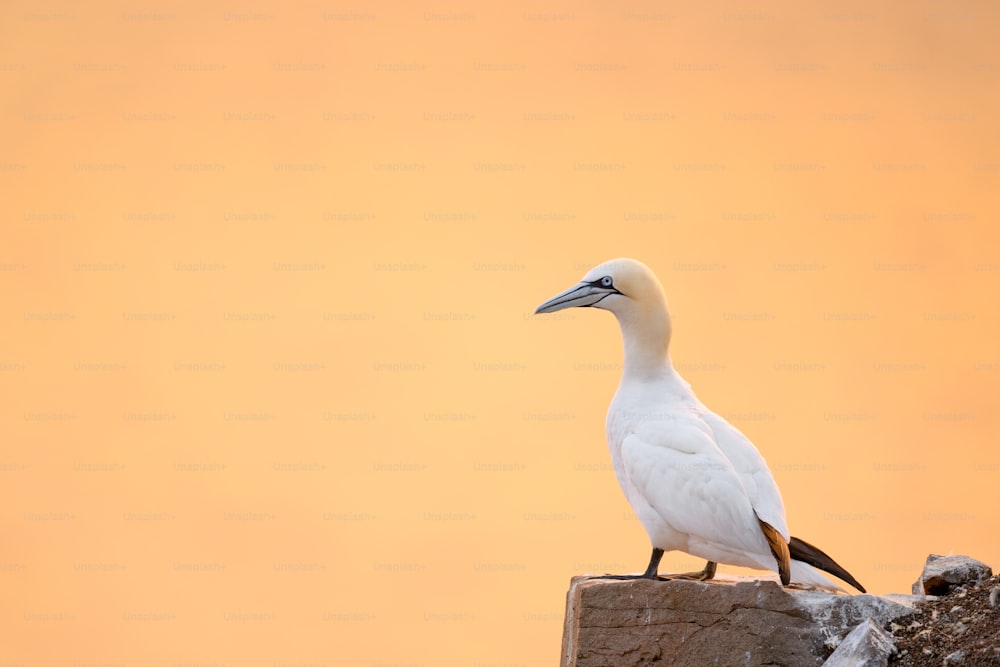 um pássaro branco sentado em cima de uma rocha