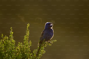 a small bird sitting on top of a green plant