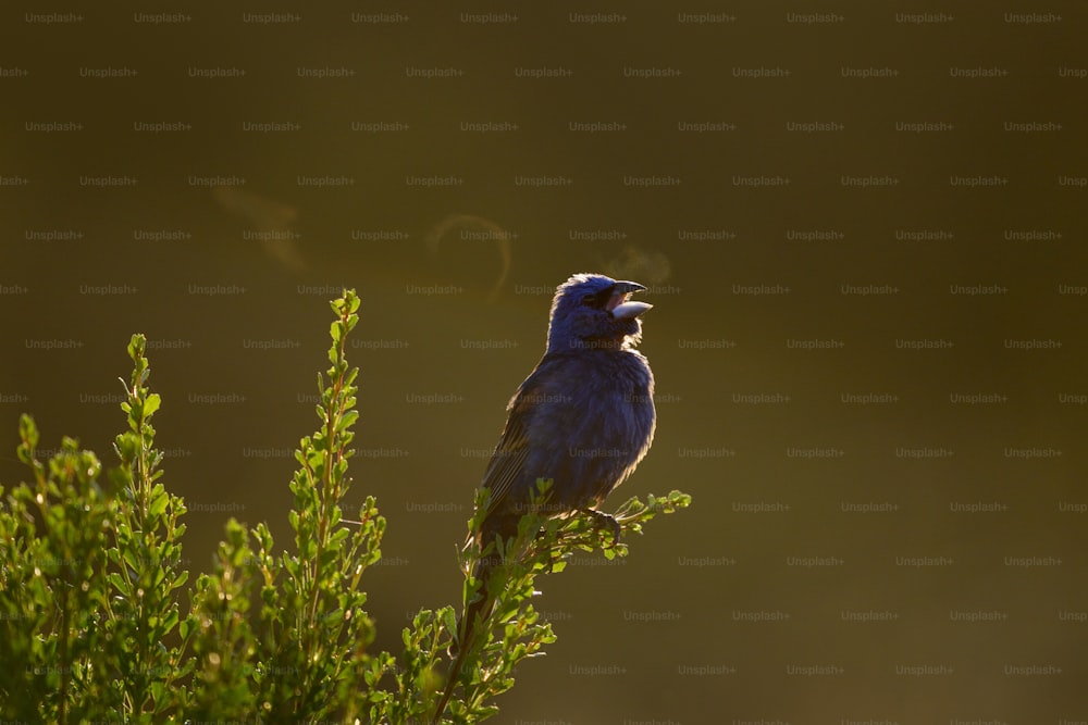 a small bird sitting on top of a green plant