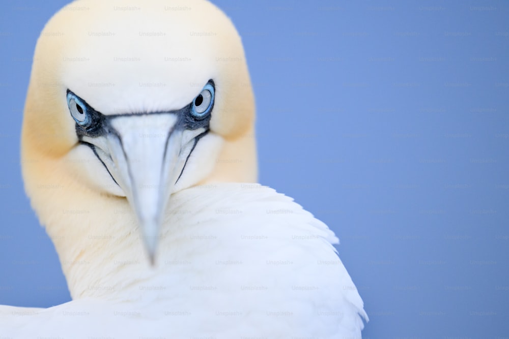 a close up of a white bird with blue eyes