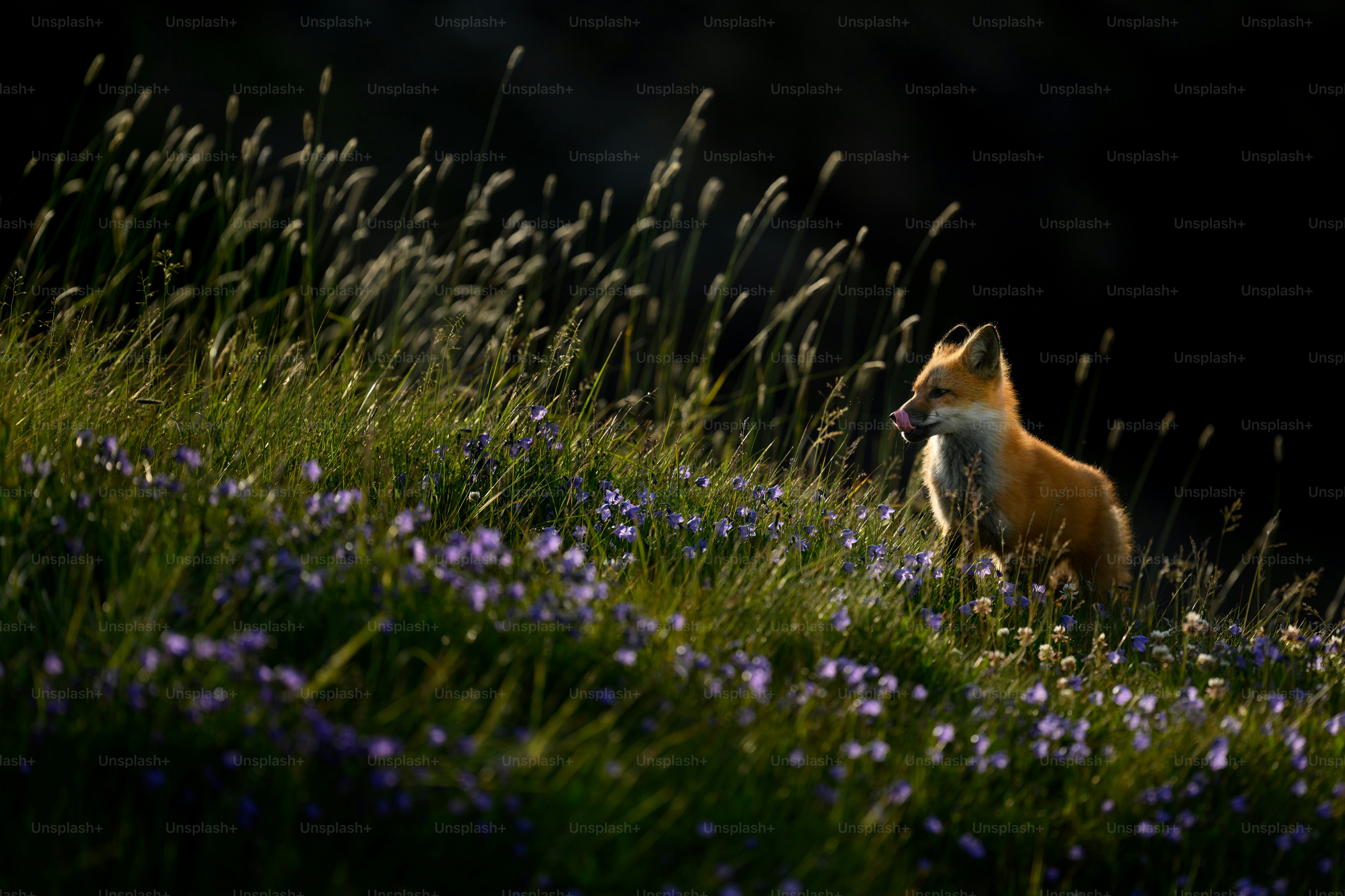 a fox sitting in a field of purple flowers