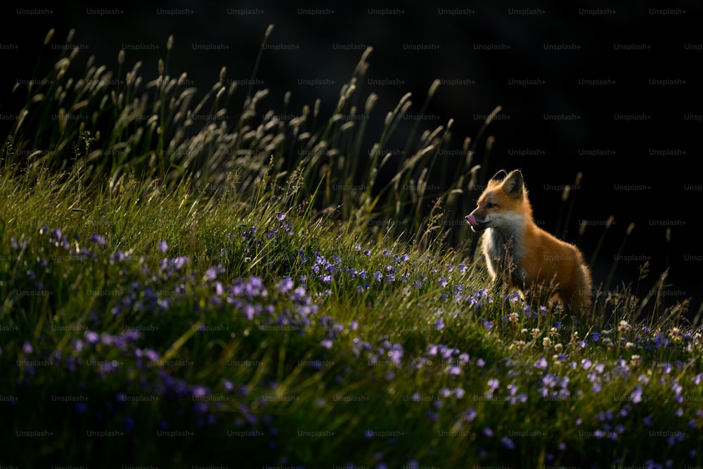 a fox sitting in a field of purple flowers