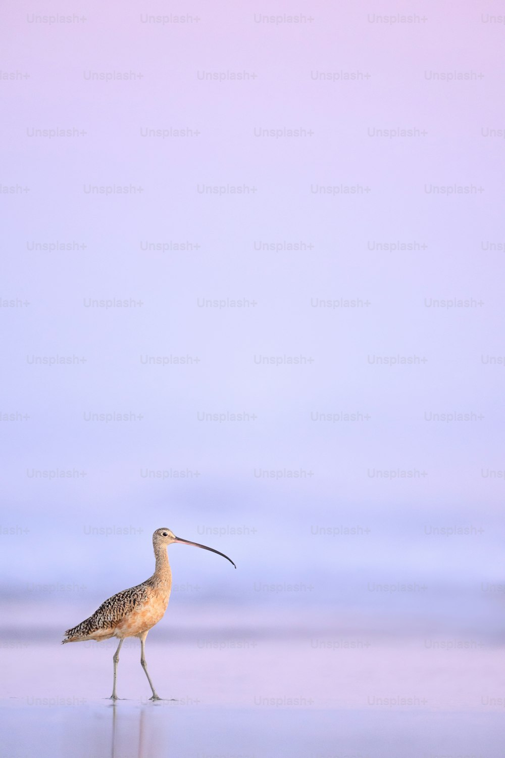 Un uccello con un lungo becco che cammina su una spiaggia
