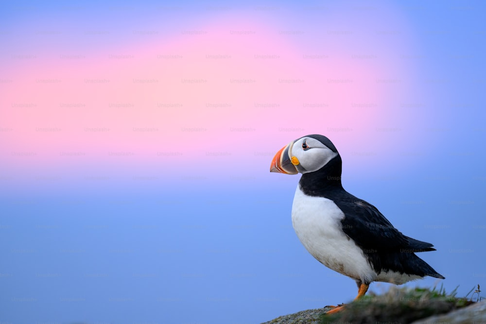 a black and white bird sitting on top of a rock