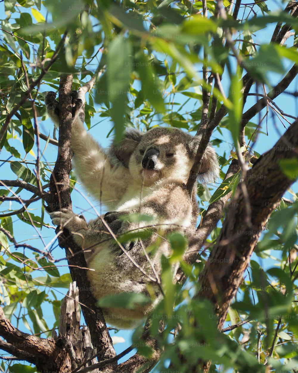 Ein Koala sitzt in einem Baum und schaut in die Kamera