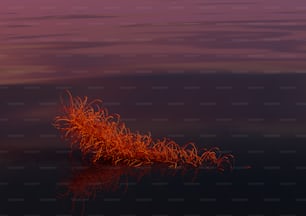 Una pianta rossa che galleggia sopra uno specchio d'acqua