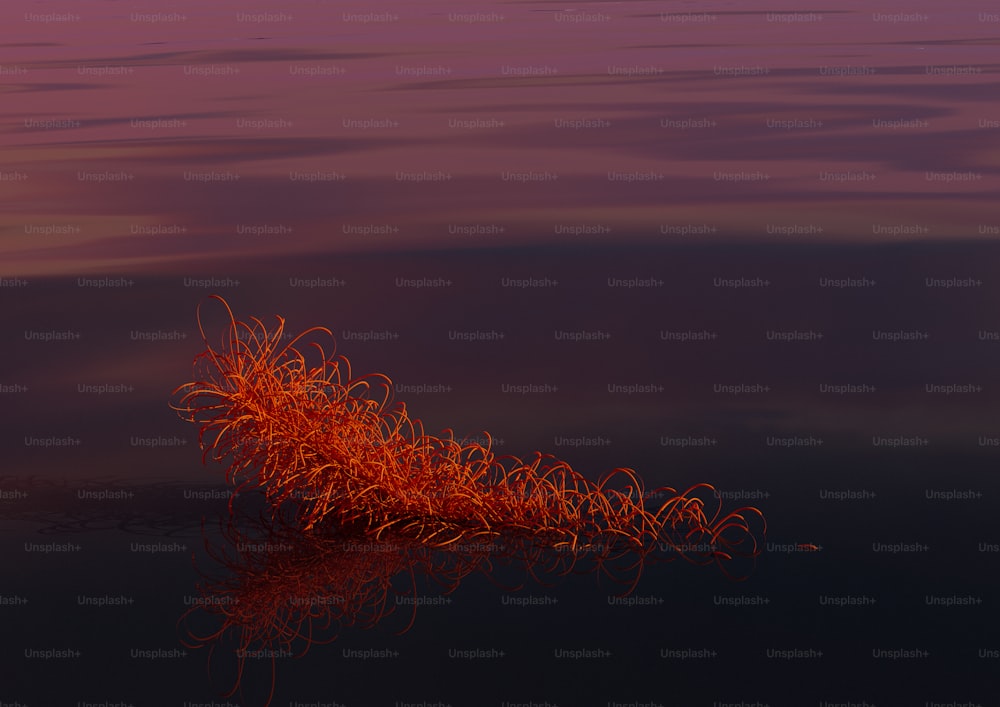 a red plant floating on top of a body of water