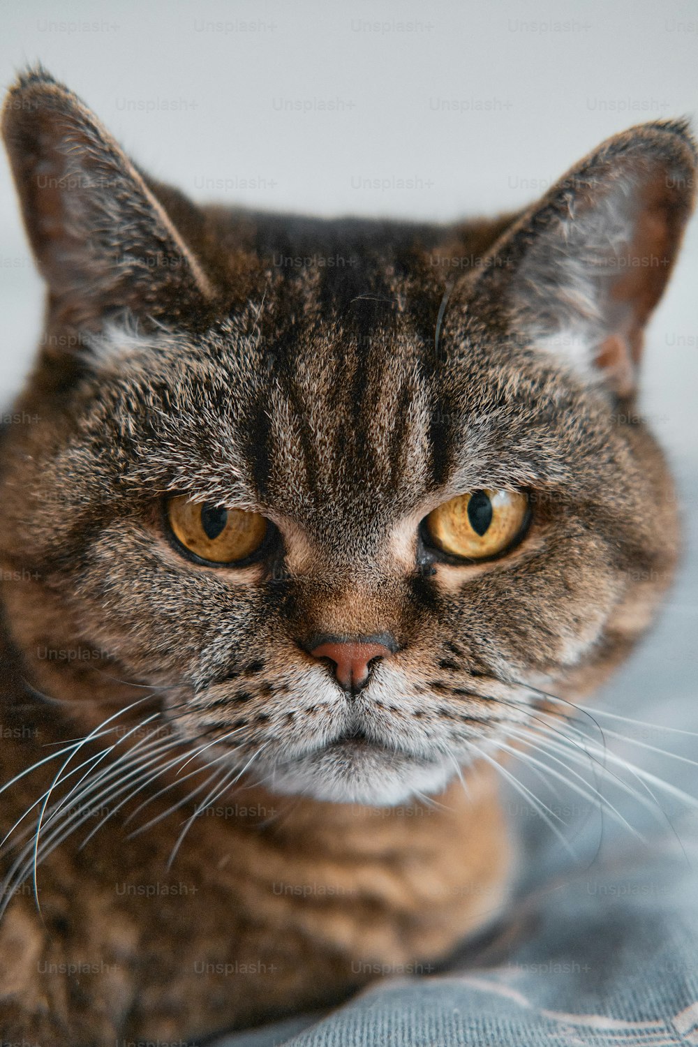 a close up of a cat on a bed