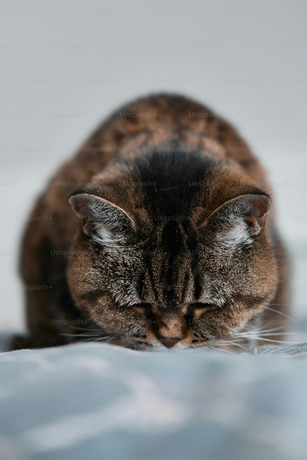 Un primo piano di un gatto sdraiato su un letto