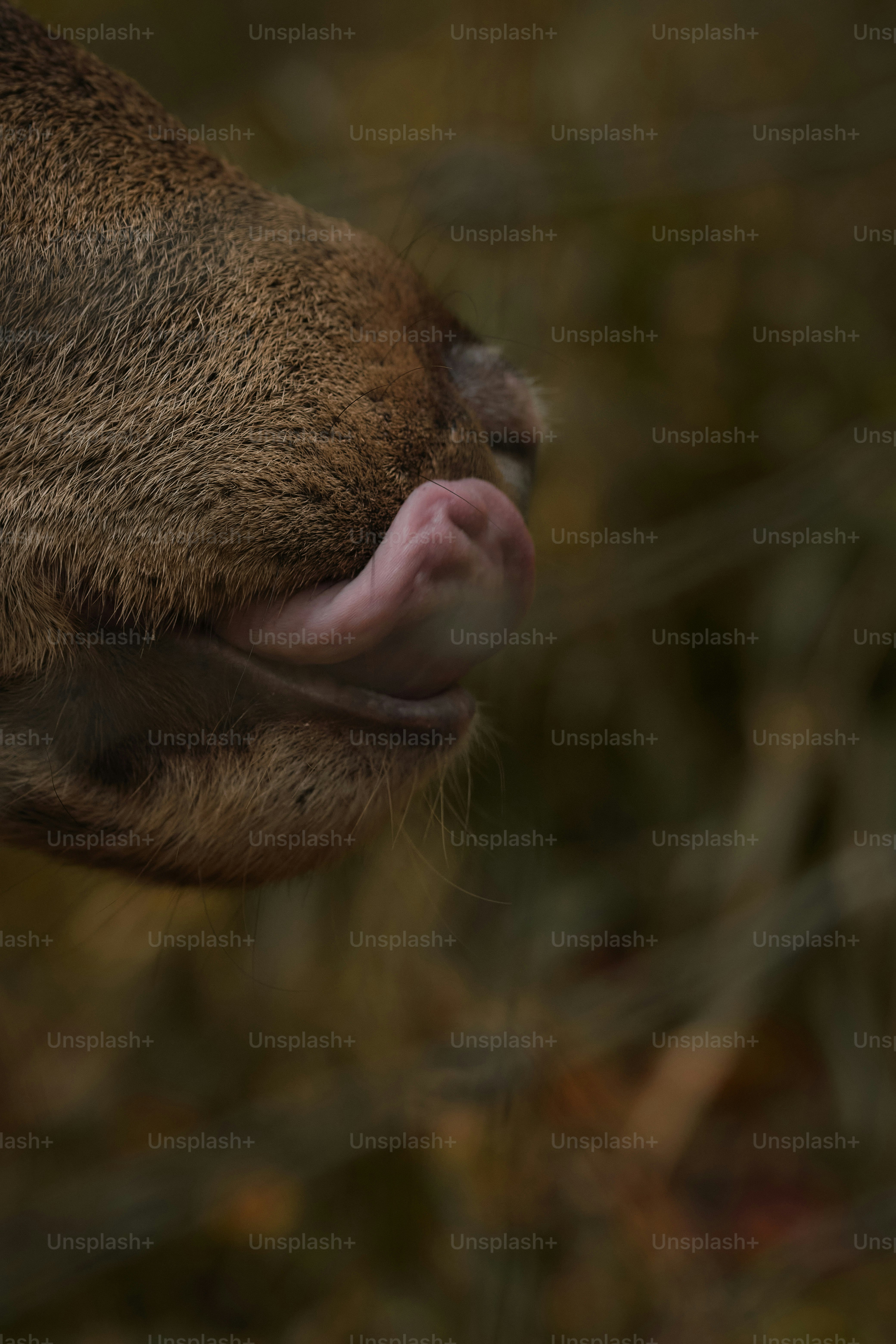 a close up of a animal with its tongue out