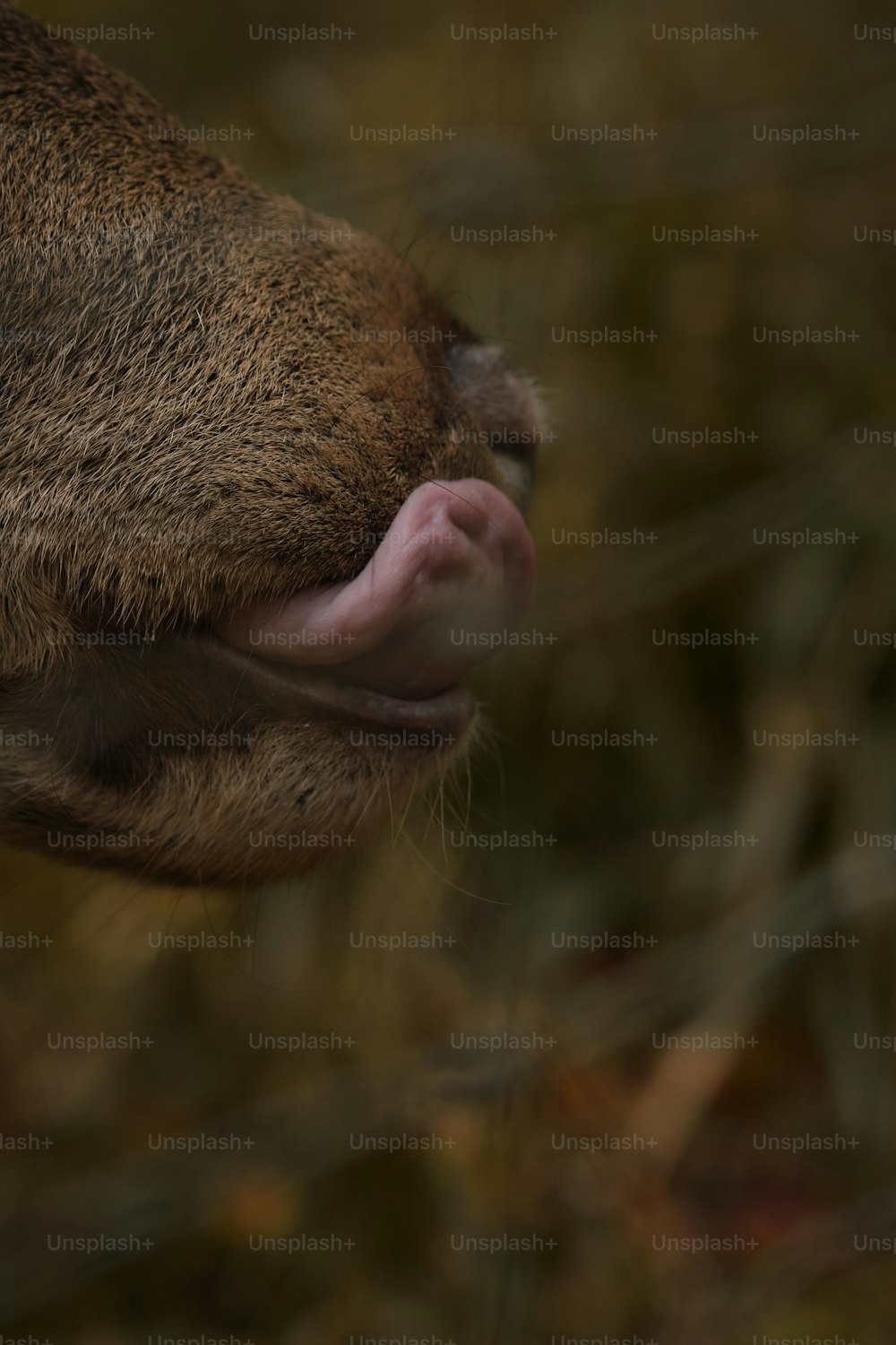 Eine Nahaufnahme eines Tieres mit herausgestreckter Zunge