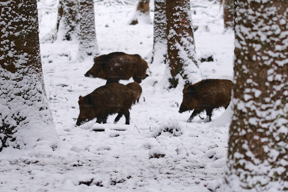 a group of brown bears walking through a snow covered forest