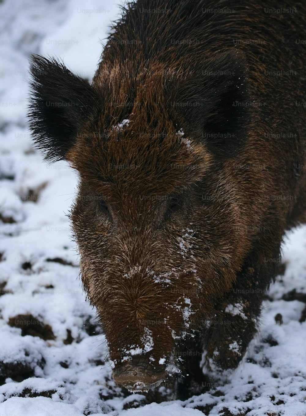 Ein Wildschwein, das auf einem schneebedeckten Feld steht