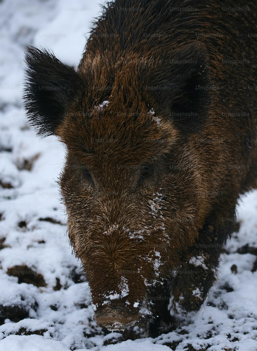 Un cinghiale in piedi in un campo innevato