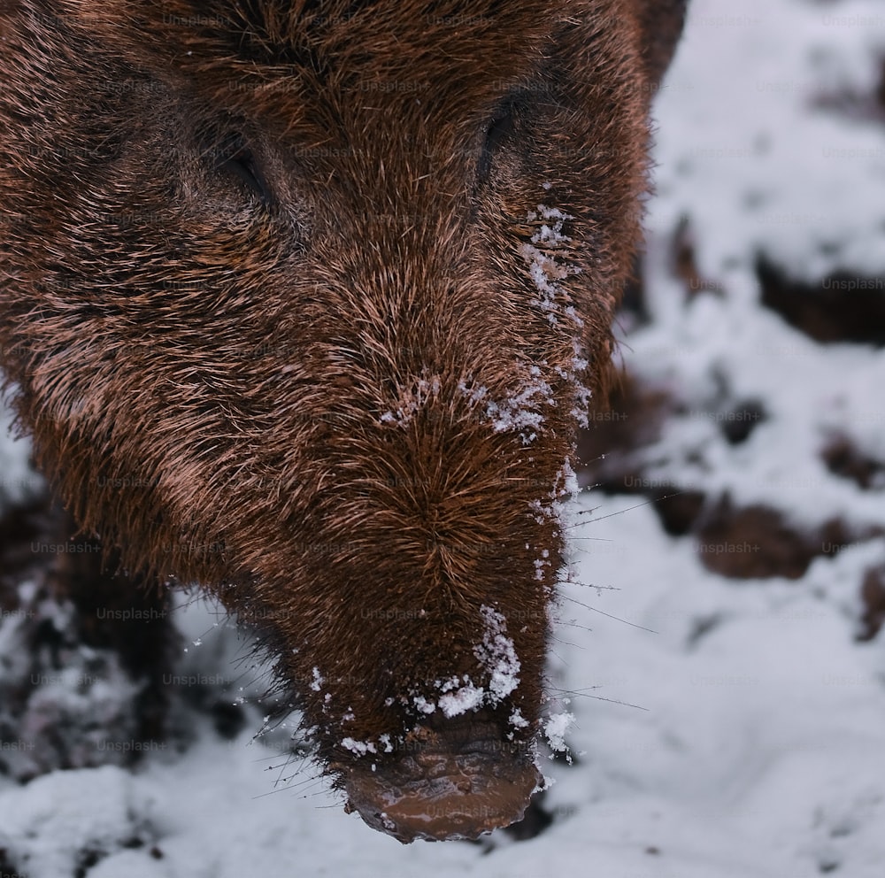 a large brown bear standing on top of snow covered ground