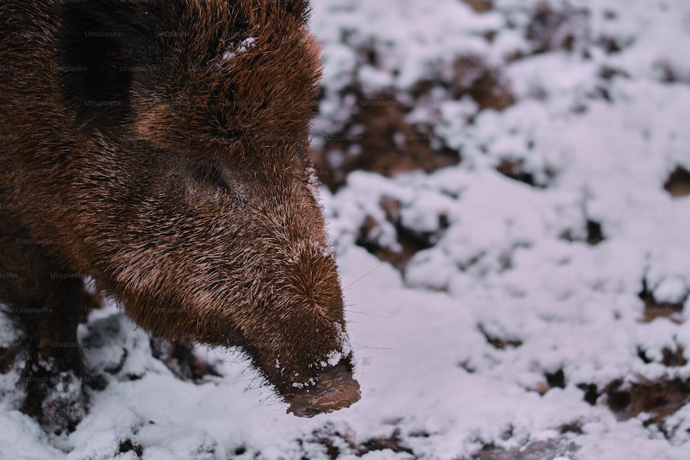 a brown bear standing on top of snow covered ground