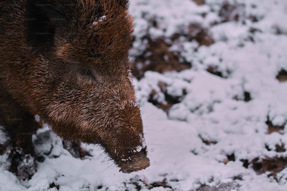 Un oso pardo de pie sobre el suelo cubierto de nieve