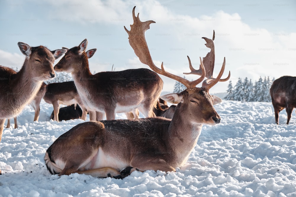 a herd of deer standing on top of a snow covered field