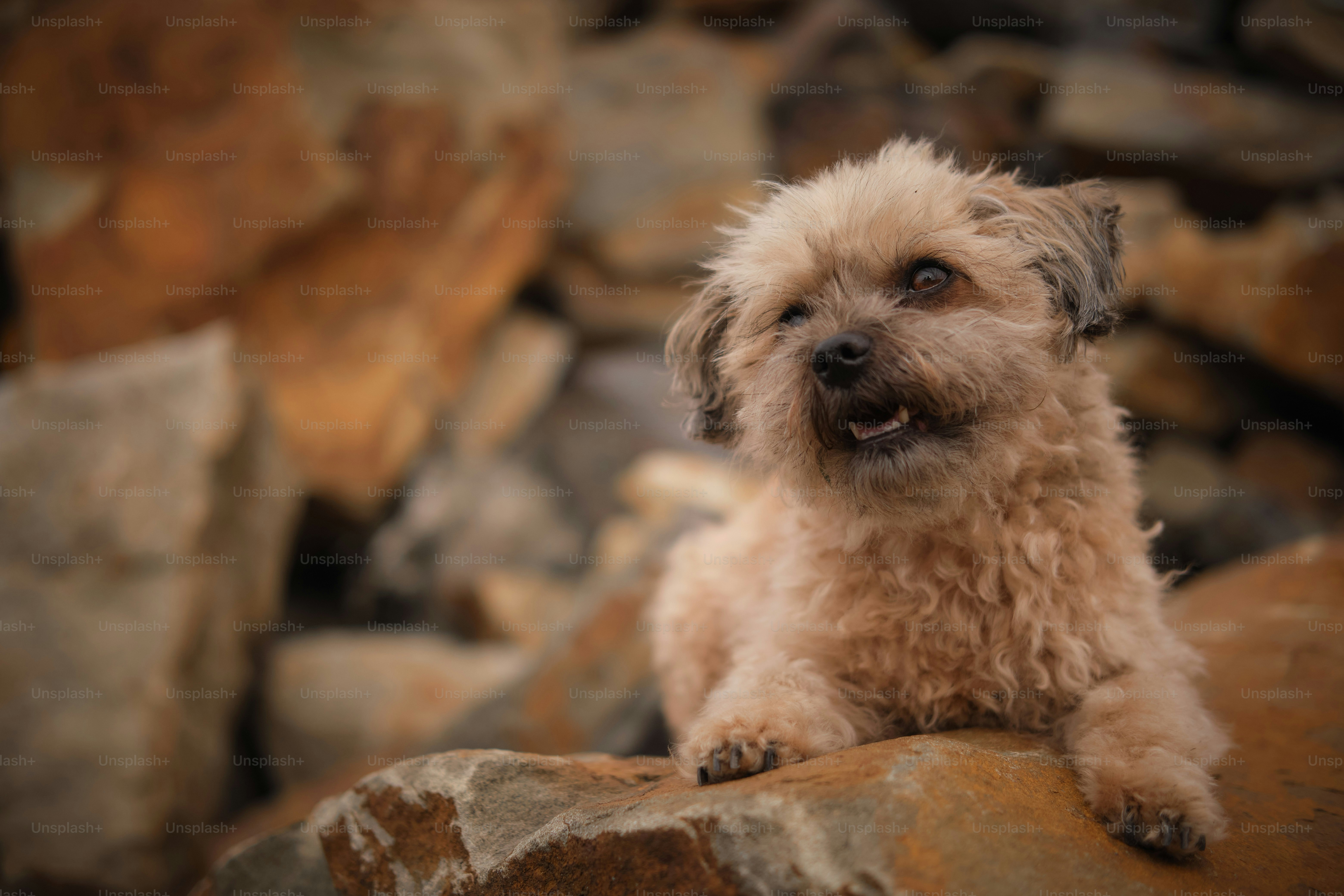 a small dog sitting on top of a rock