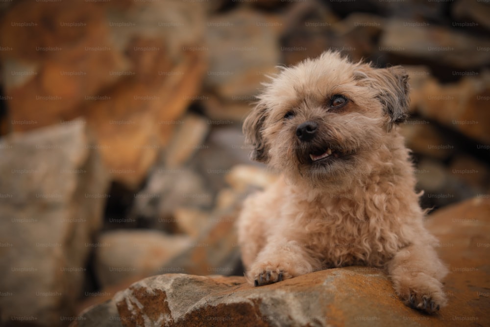 um pequeno cão sentado em cima de uma rocha