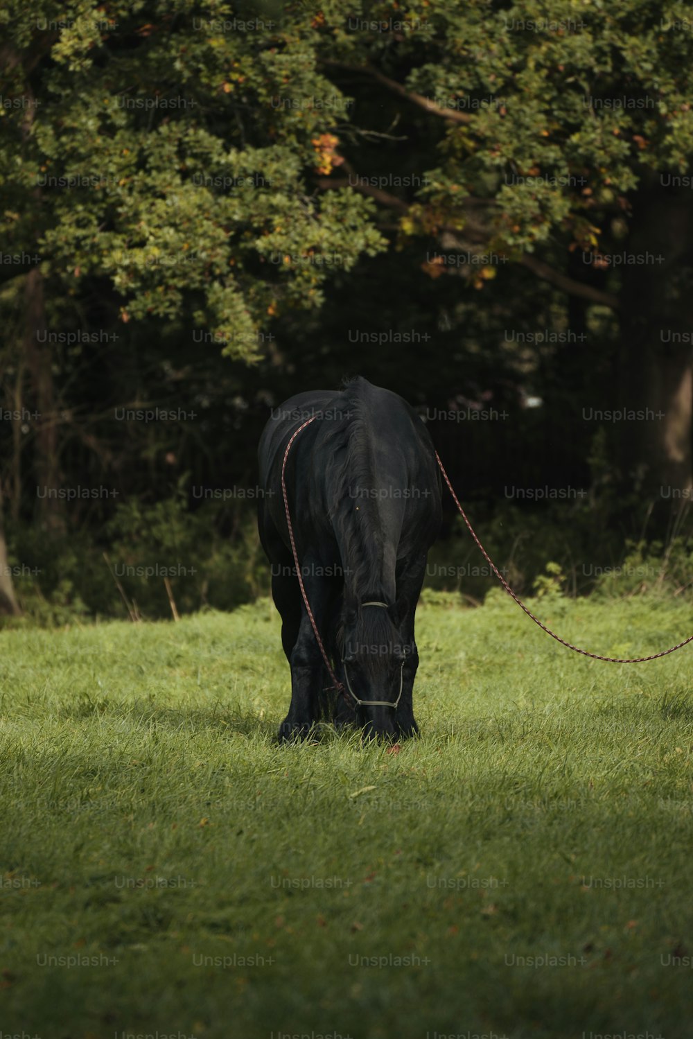 a black horse grazing on a lush green field