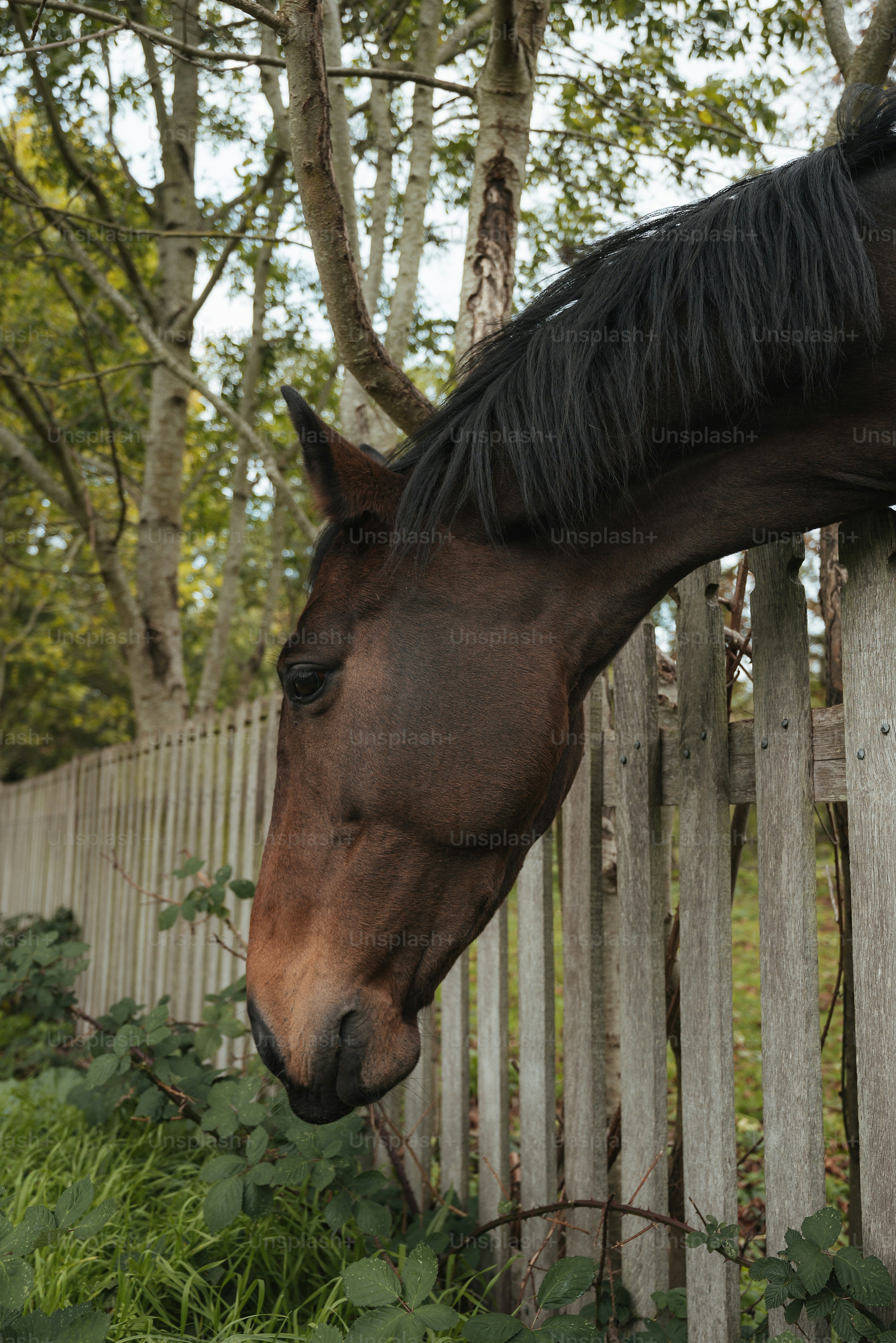 um cavalo marrom ao lado de uma cerca de madeira