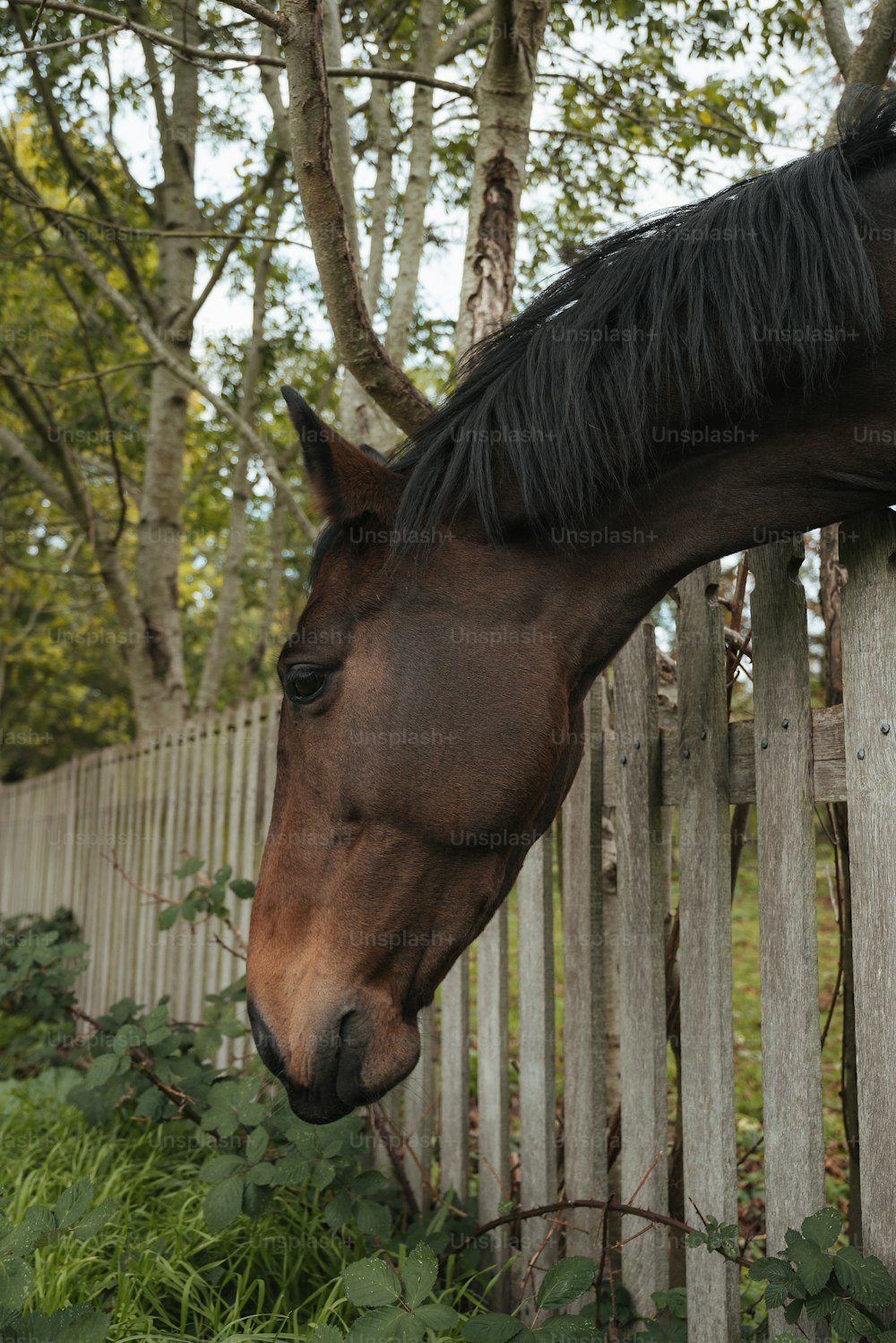 Un cavallo marrone in piedi accanto a una staccionata di legno