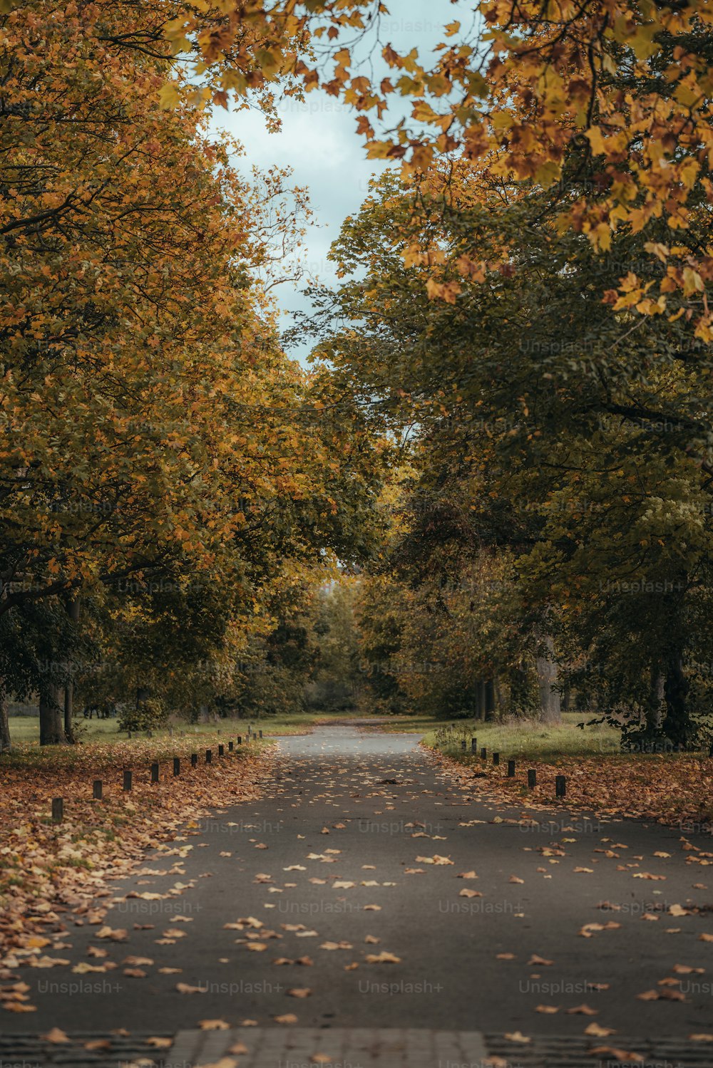 a tree lined road with lots of leaves on the ground