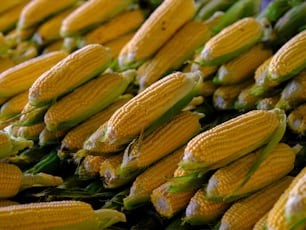 a pile of corn on the cob