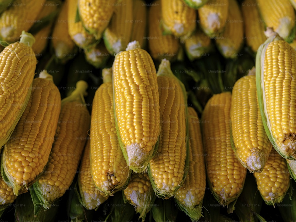 a pile of yellow corn on the cob